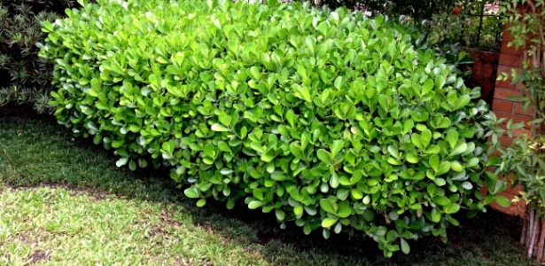 Clusia Planta Cerca Viva: Idéias, Fotos e Como Montar