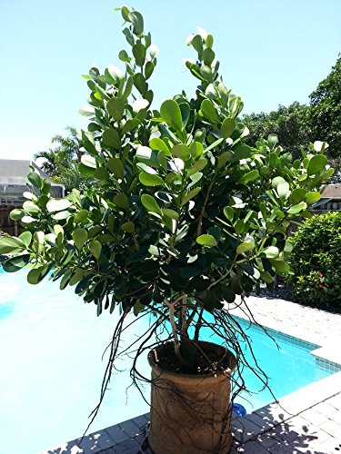 Clusia Rosea no Vaso na Beira da Piscina
