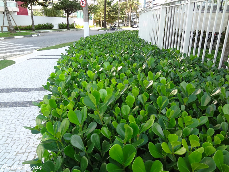 Clusia Variegata em Jardins