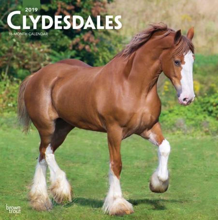 Clydesdale