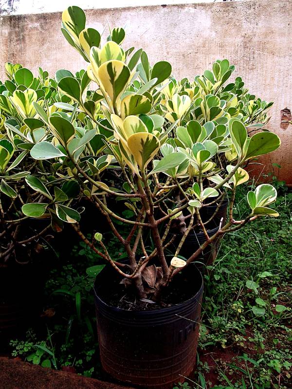 Clúsia Doente, Amarelando ou Morrendo: O Que Fazer? Como?
