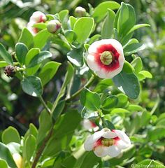 Clúsia Lanceolata: Características, Nome Científico, Mudas e Fotos