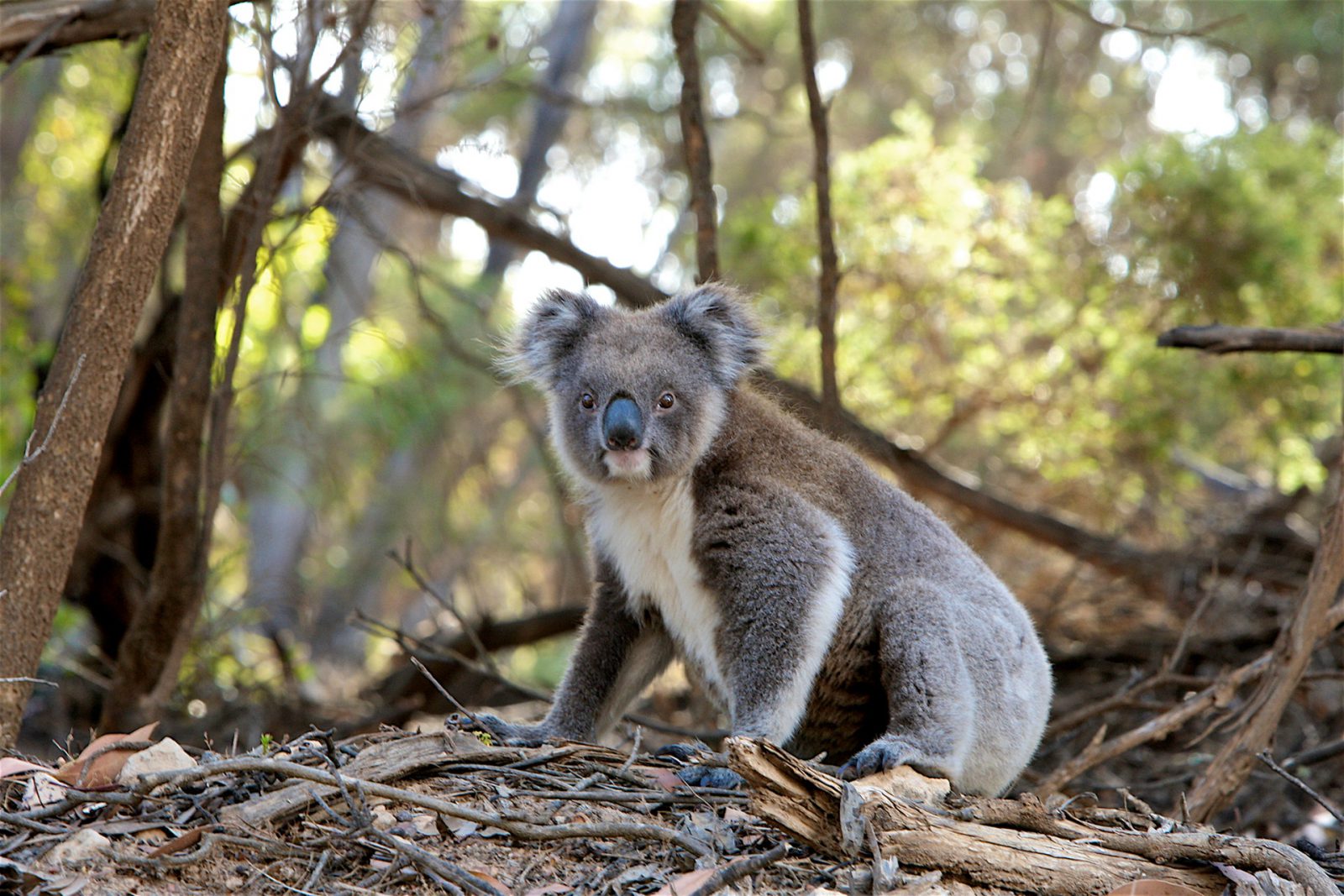 koala predators koala predators