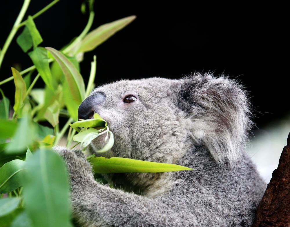 Coala Comendo Bambu 