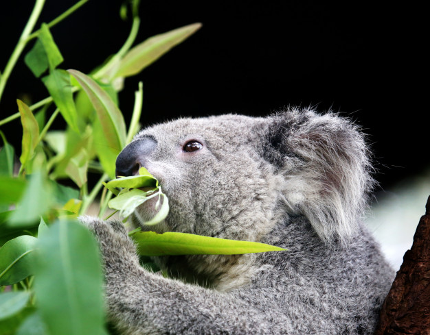 Coala Comendo Eucalipto