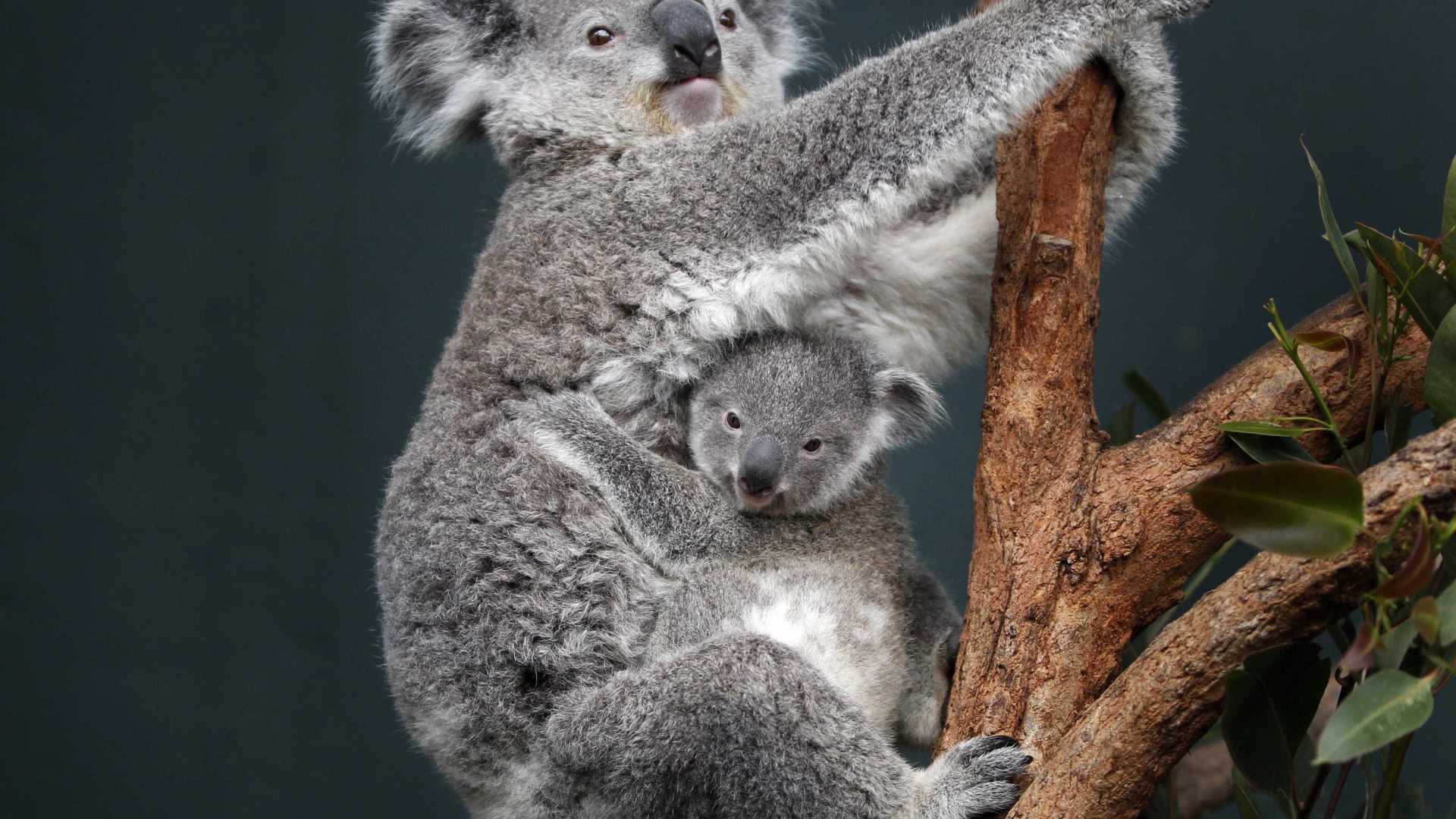 Coala Grudado Com o Filhote