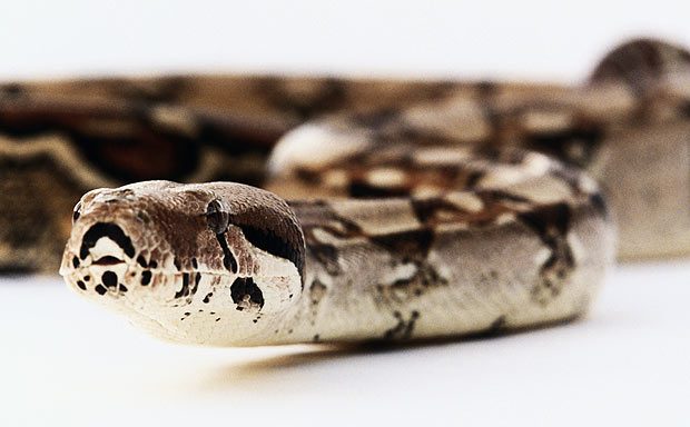Cobra Boa Constrictor Longicauda Fotografada de Frente