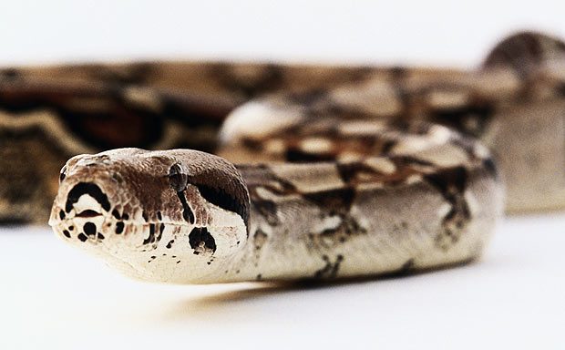 Cobra Boa Constrictor Longicauda Fotografada de Frente 