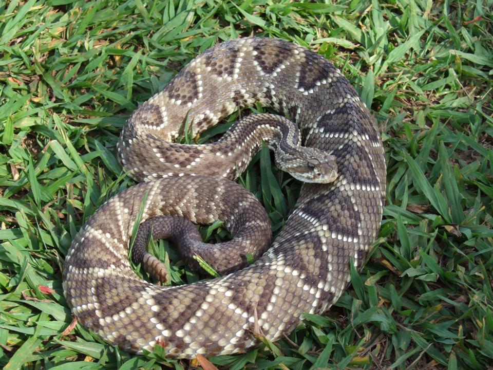 Cobra Jiboia do Cerrado Preparando para Dar o Bote