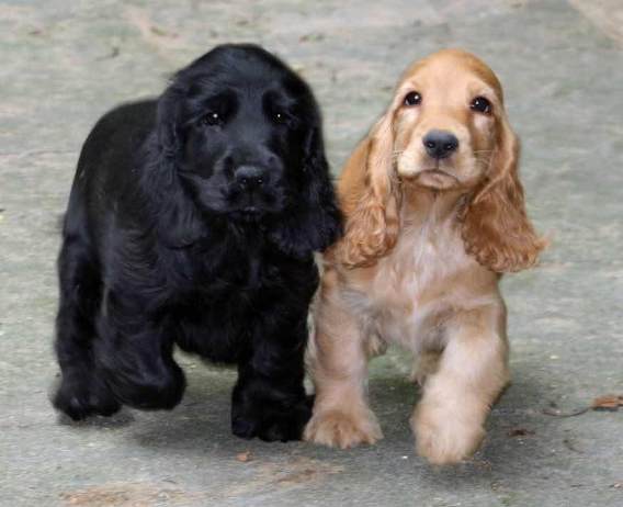 Cocker Spaniel