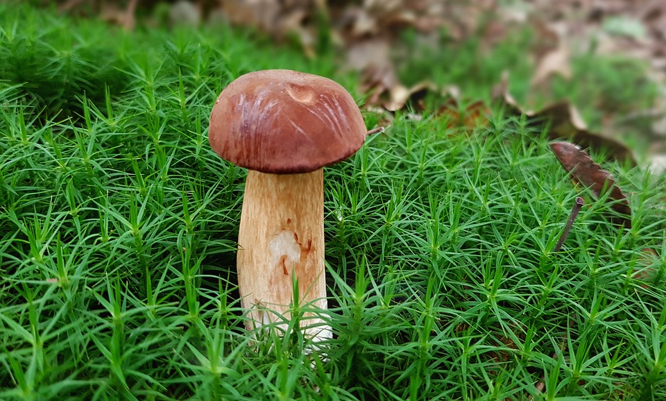 Ciclo de Vida do Cogumelo: Quantos Anos Eles Vivem?