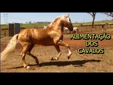 Como Fazer Ração Para Cavalo Passo a Passo de Como Fazer