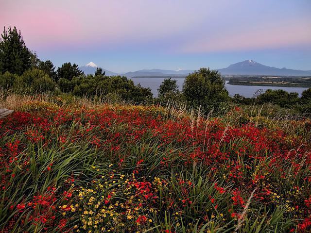 Qual é o Significado da Flor Alstroemeria? | Mundo Ecologia