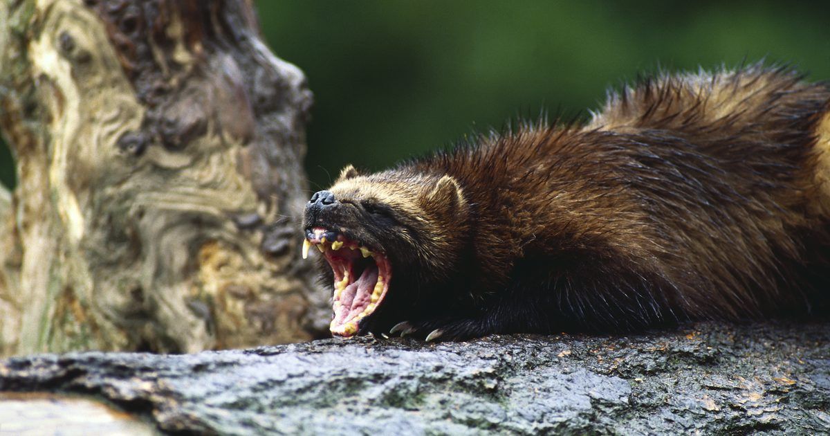 Comportamento Agressivo da Doninha