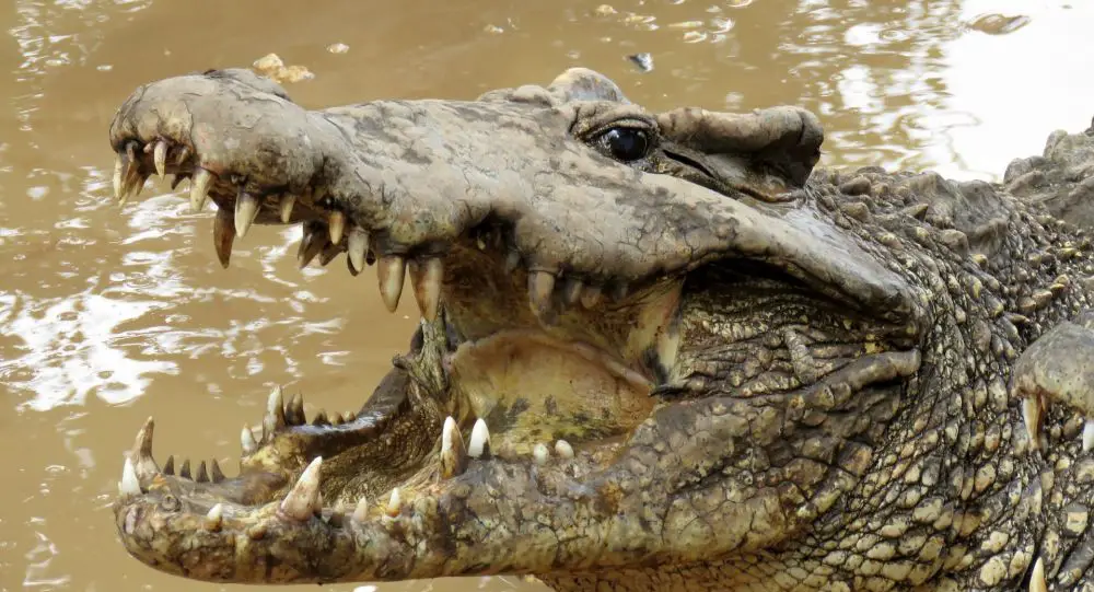 Comportamento do Crocodilo Filipino