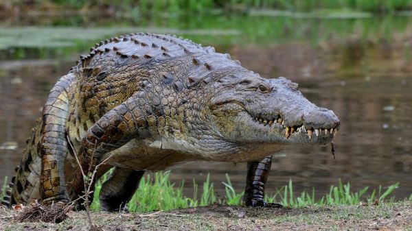 Comportamento do Crocodilo Persa