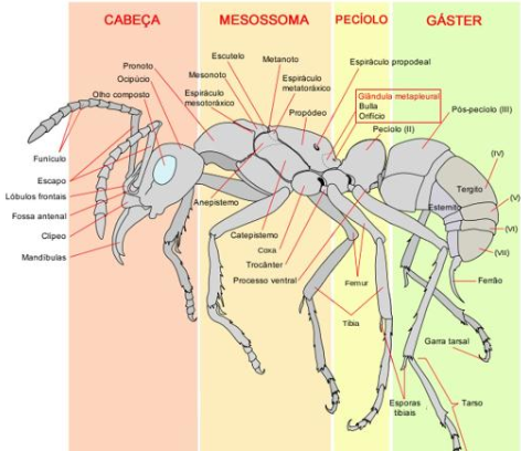 Composição Do Corpo De Uma Formiga