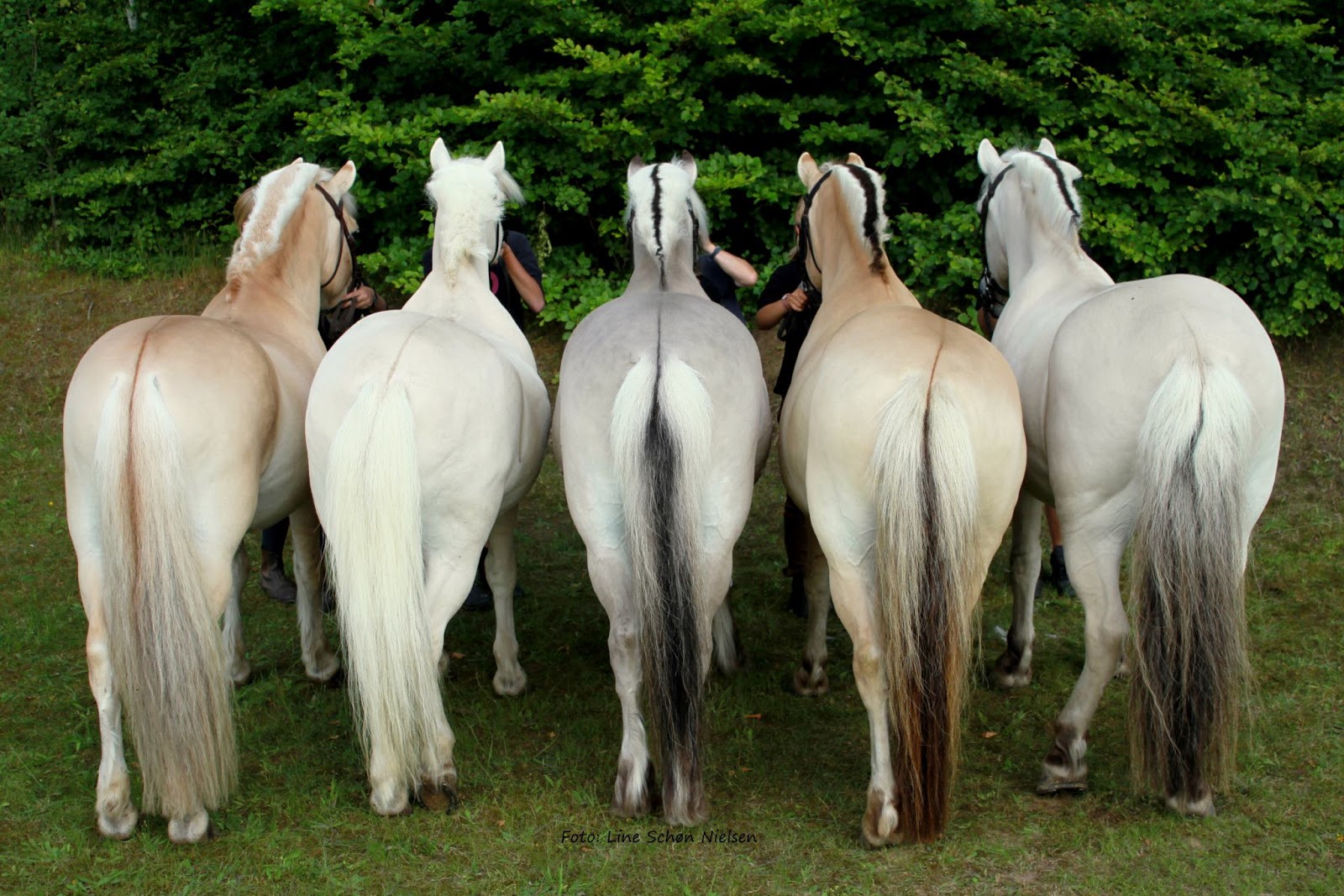 Comunicação dos Cavalos Fjord