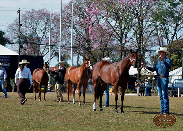 Comércio de Cavalos no Brasil