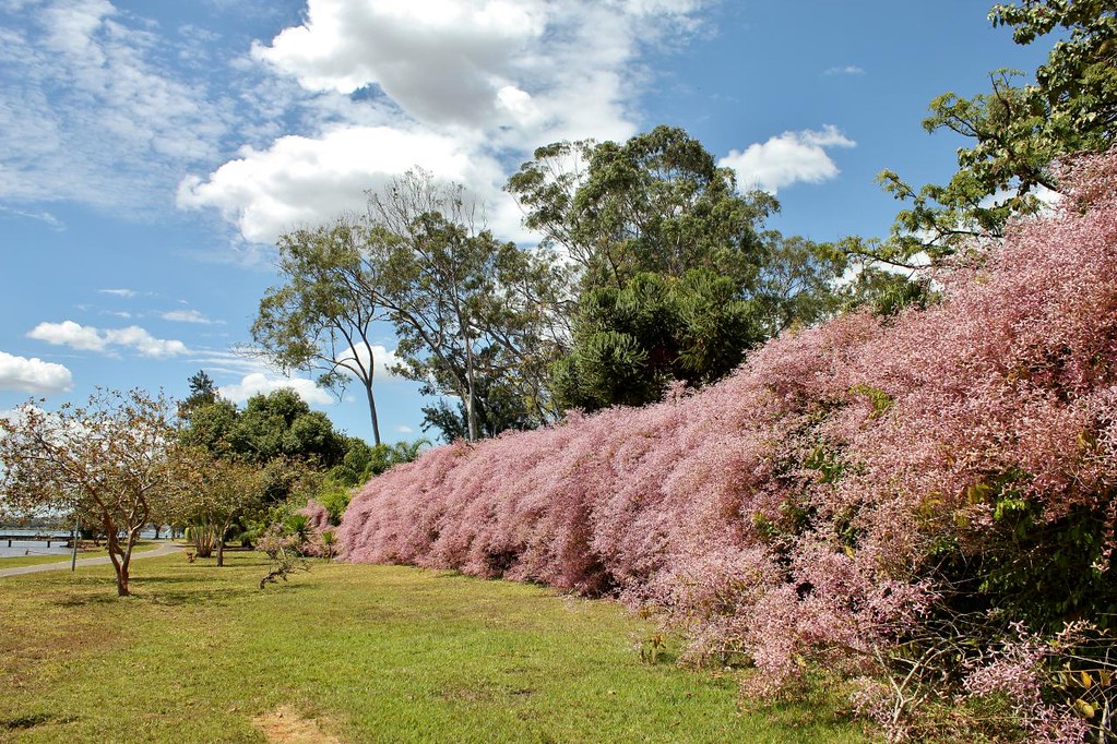 Congea Tomentosa