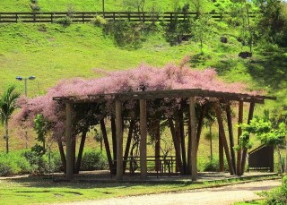 Congeia em Pergolado: Passo a Passo de Como Montar e Fotos | Mundo Ecologia