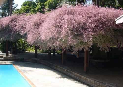 Congeia: Curiosidades e Fatos Interessantes Sobre a Planta