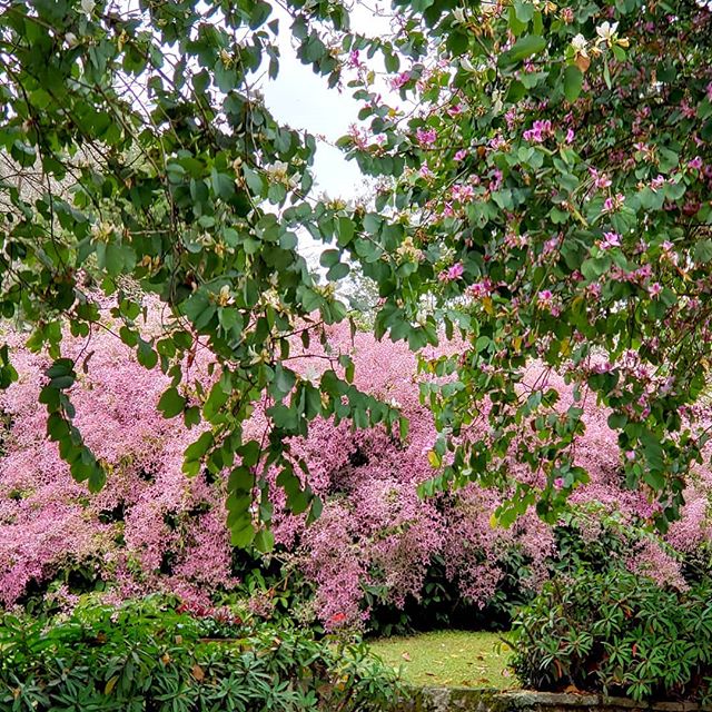 Congéia em Jardins