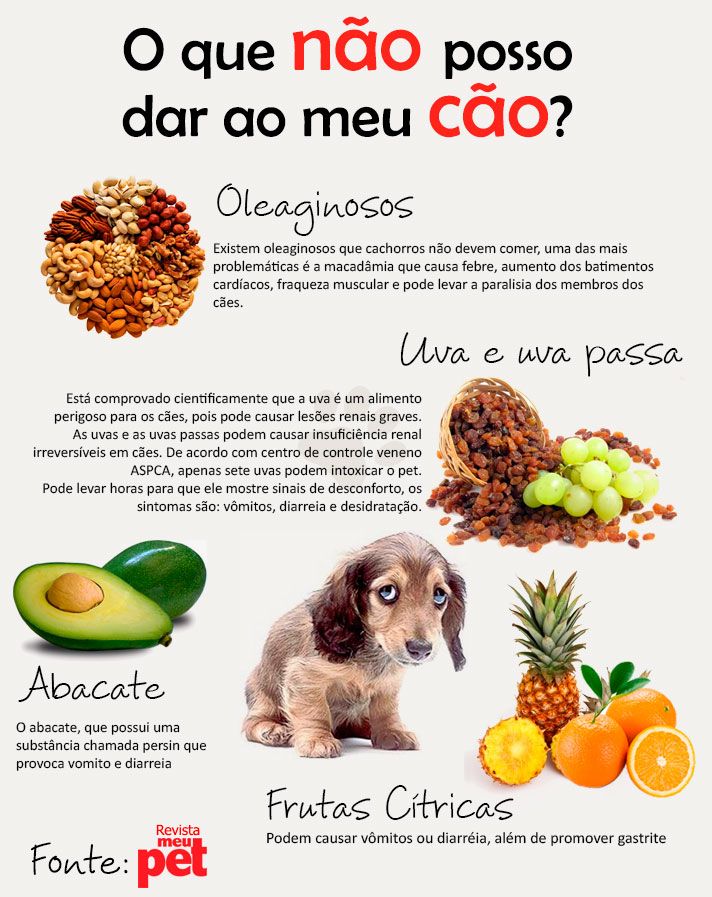 Controle da Alimentação do Cachorro 