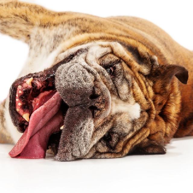 Convulsão Canina