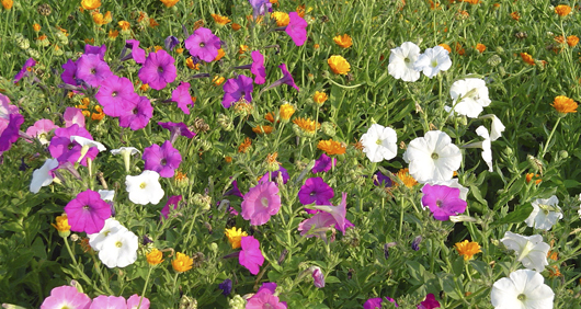 Cores Diferentes da Flor Coração-Sangrento