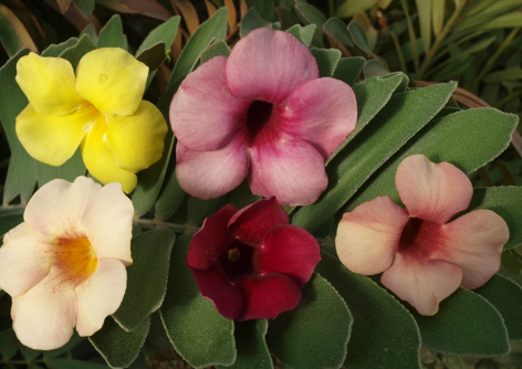 Cores da Alamanda