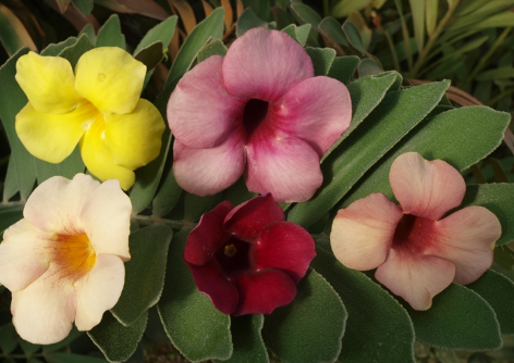 Cores da Alamanda 