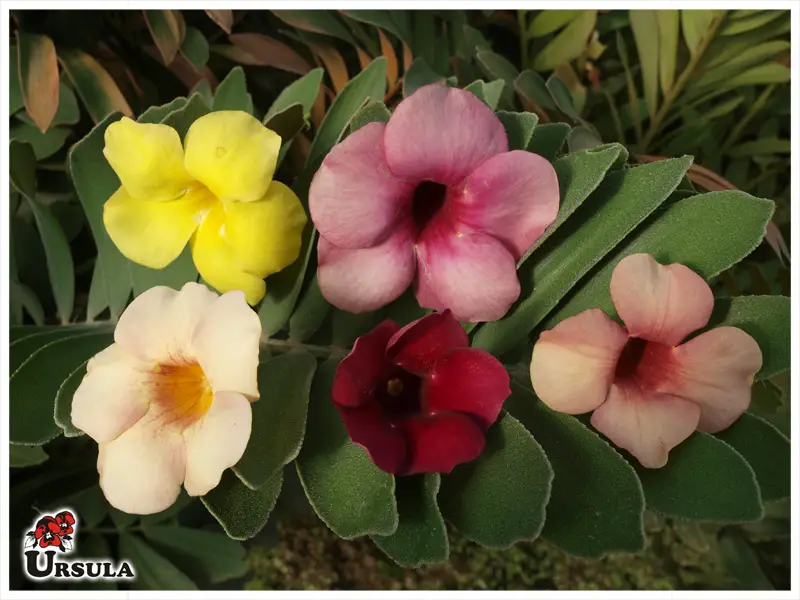 Lista de Tipos de Alamanda: Espécies com Nomes e Fotos da Flor | Mundo  Ecologia