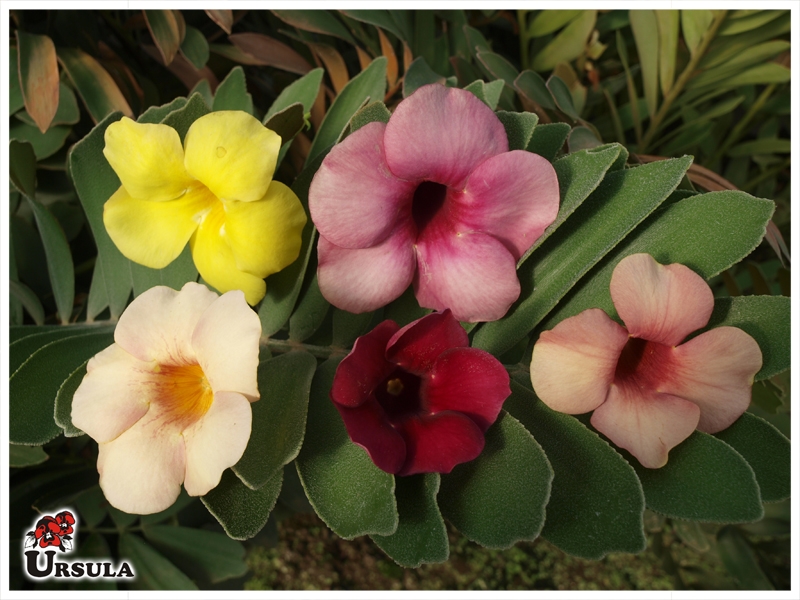 Cores da Flor Alamanda