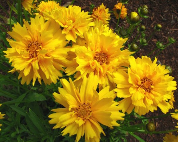 Coreópsis – Curiosidades e Fatos Interessantes Sobre a Flor
