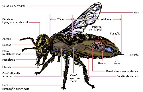 Corpo Sensorial da Mosca