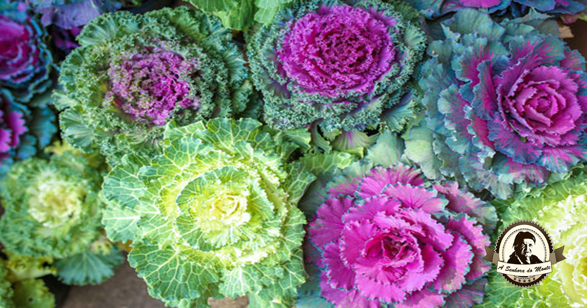 Couve Ornamental: Curiosidades e Fatos Interessantes