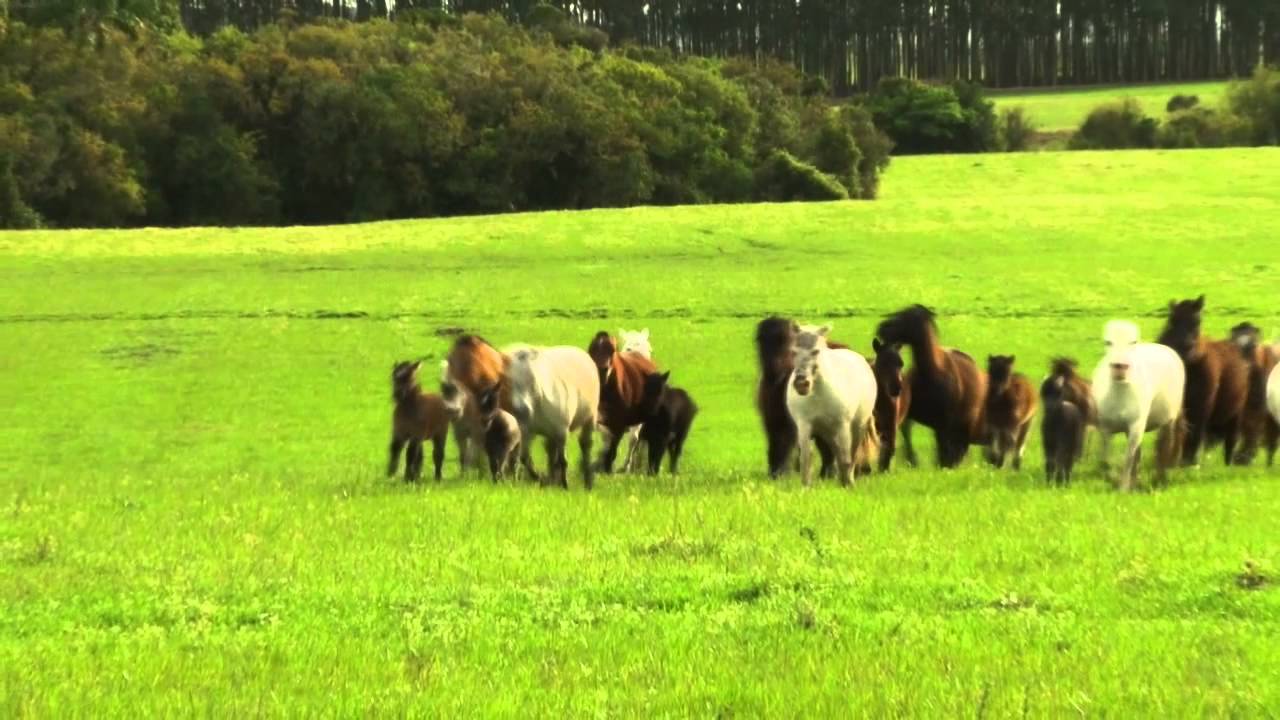 Criação de Pôneis