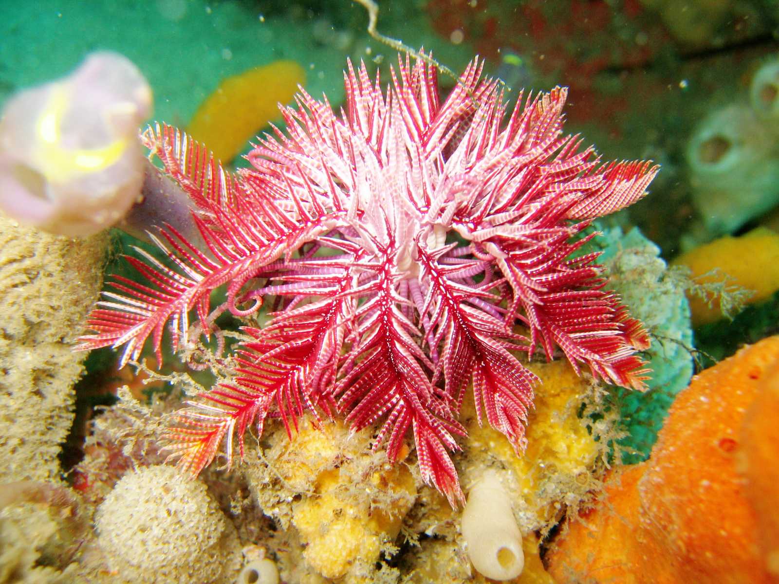 Crinoidea Articulata: Nome Cientifico, Características E Fotos