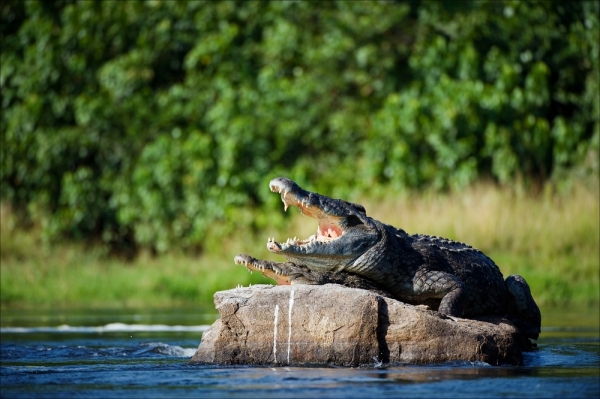 Crocodilo Aegisuchus