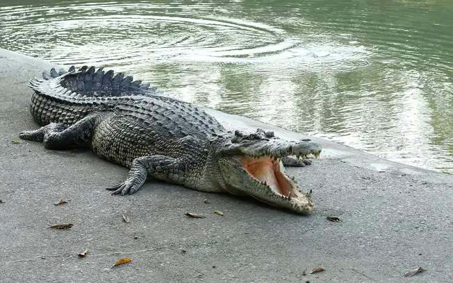 Crocodilo-Americano Caçando Comida