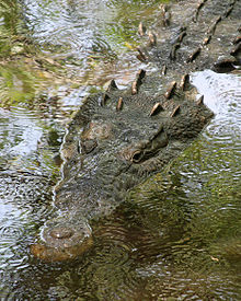 Crocodilo Americano