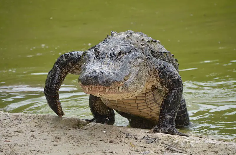 Crocodilo Arquossauros