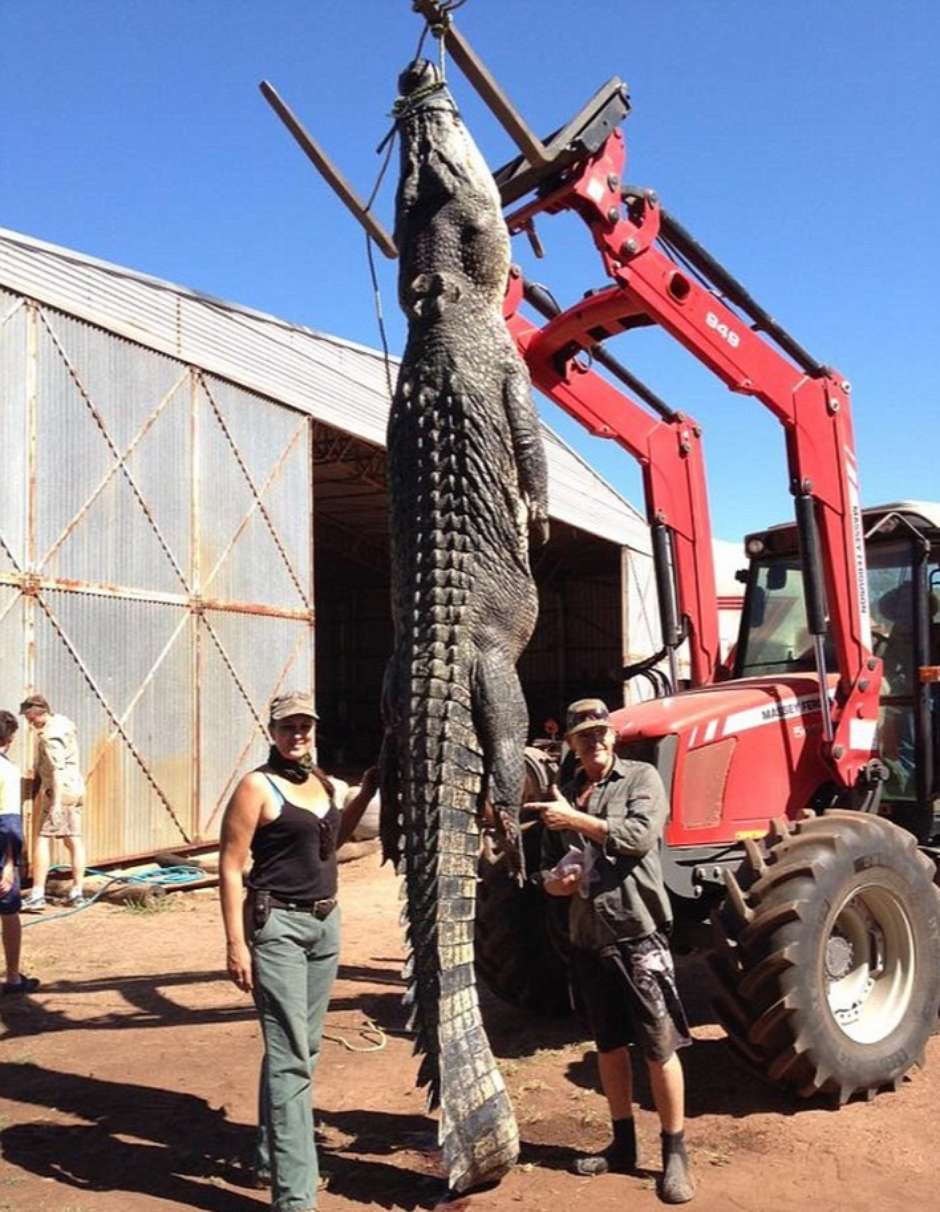 Crocodilo Caçado