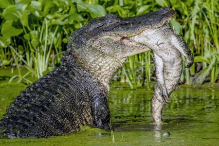 Crocodilo Comendo um Jacaré 