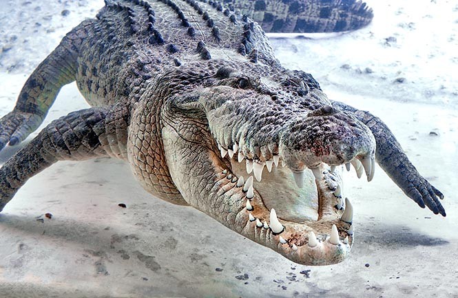 Crocodilo De Água Salgada 