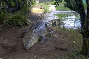 Crocodilo Erpetosuchus