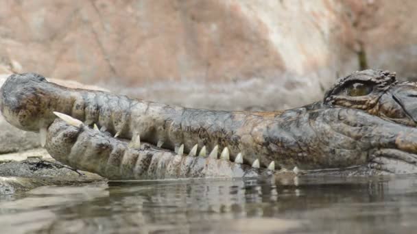 Crocodilo Gavial Falso: Características, Nome Cientifico e fotos