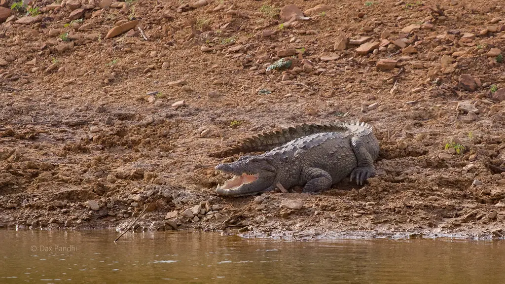 Crocodilo-Persa Caçando
