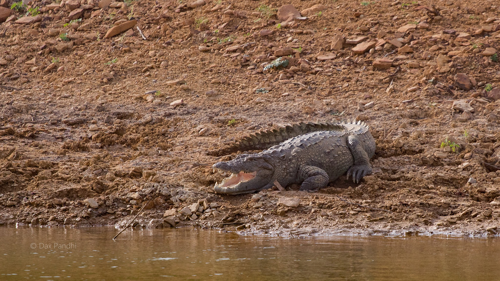 Crocodilo-Persa Caçando